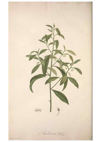 Reproducción/Reproduction 49499693922: Jardin de la Malmaison. A Paris :De l'imprimerie de Crapelet, et se trouve chez l'auteur ...,1803-1804.. 