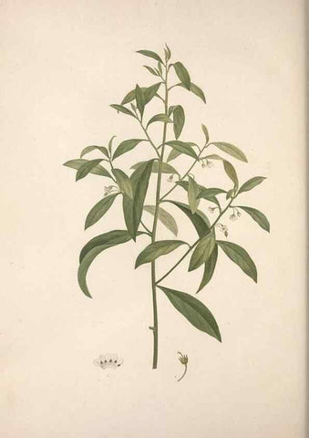 Reproducción/Reproduction 49499693922: Jardin de la Malmaison. A Paris :De l'imprimerie de Crapelet, et se trouve chez l'auteur ...,1803-1804.. 