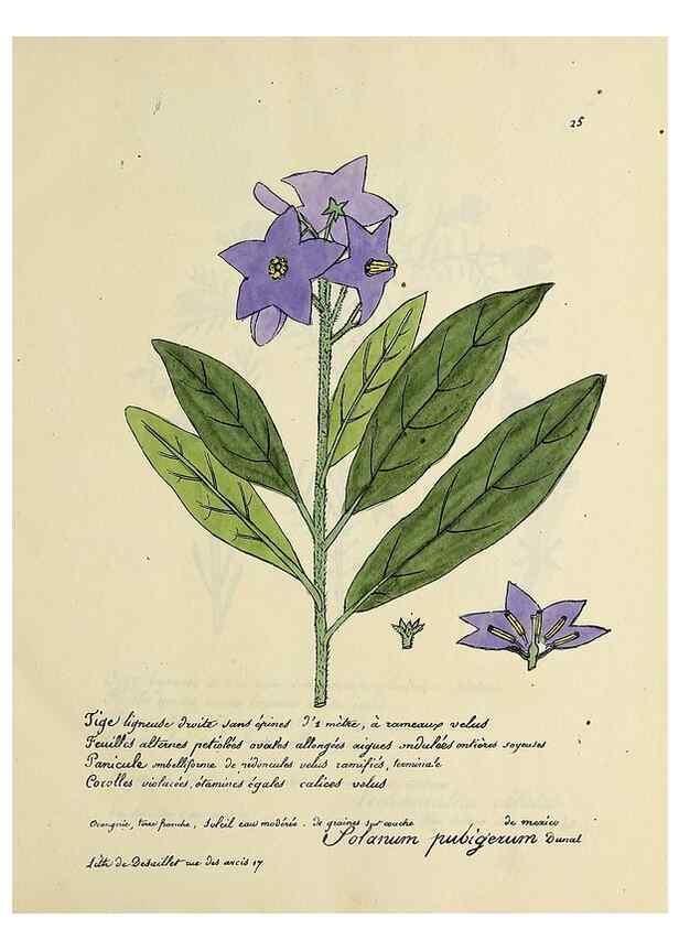 Reproducción/Reproduction 49500798573: Flore universelle. Saint-Denis :Au Bureau et chez Meilhac :[1848]-[1849]. 