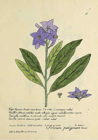 Reproducción/Reproduction 49500798573: Flore universelle. Saint-Denis :Au Bureau et chez Meilhac :[1848]-[1849]. 