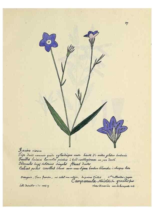Reproducción/Reproduction 49501304416: Flore universelle. Saint-Denis :Au Bureau et chez Meilhac :[1848]-[1849]. 