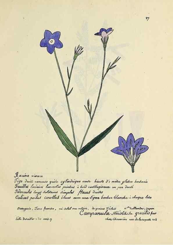 Reproducción/Reproduction 49501304416: Flore universelle. Saint-Denis :Au Bureau et chez Meilhac :[1848]-[1849]. 