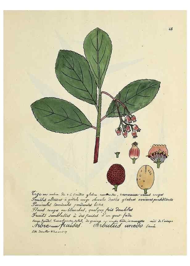 Reproducción/Reproduction 49500804873: Flore universelle. Saint-Denis :Au Bureau et chez Meilhac :[1848]-[1849]. 