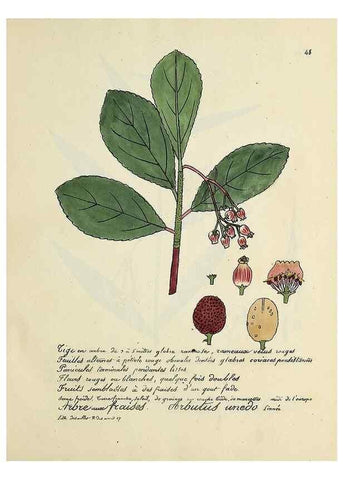 Reproducción/Reproduction 49500804873: Flore universelle. Saint-Denis :Au Bureau et chez Meilhac :[1848]-[1849]. 