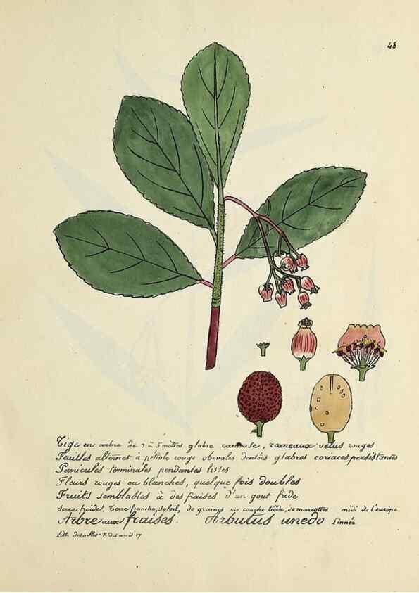 Reproducción/Reproduction 49500804873: Flore universelle. Saint-Denis :Au Bureau et chez Meilhac :[1848]-[1849]. 
