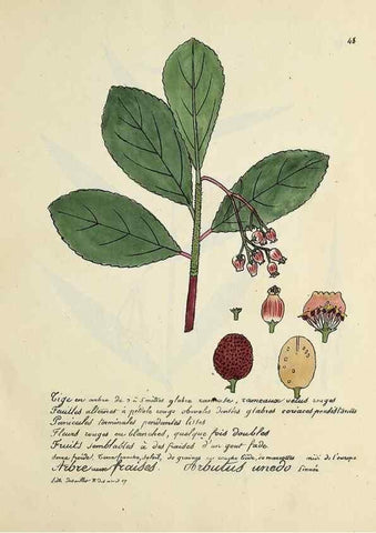 Reproducción/Reproduction 49500804873: Flore universelle. Saint-Denis :Au Bureau et chez Meilhac :[1848]-[1849]. 