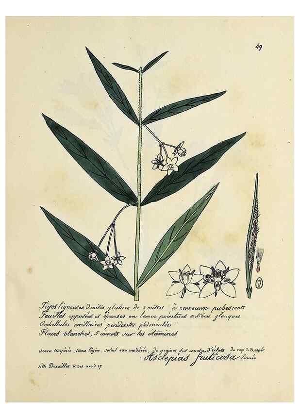 Reproducción/Reproduction 49501533377: Flore universelle. Saint-Denis :Au Bureau et chez Meilhac :[1848]-[1849]. 