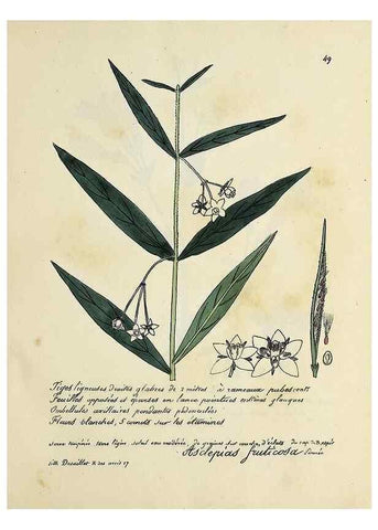 Reproducción/Reproduction 49501533377: Flore universelle. Saint-Denis :Au Bureau et chez Meilhac :[1848]-[1849]. 