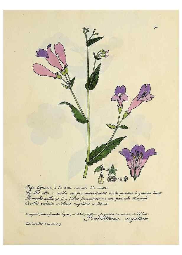 Reproducción/Reproduction 49500805298: Flore universelle. Saint-Denis :Au Bureau et chez Meilhac :[1848]-[1849]. 