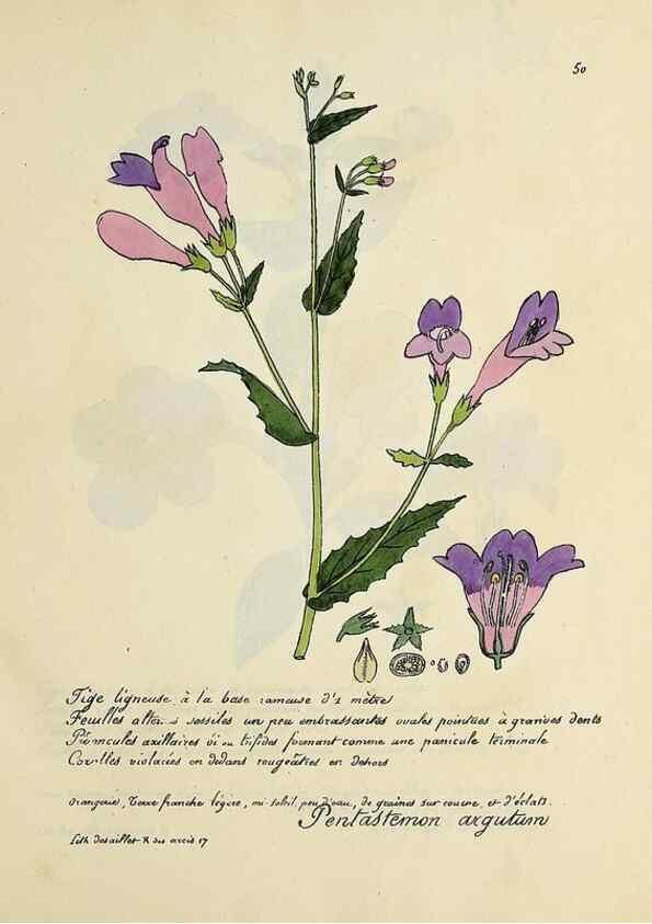 Reproducción/Reproduction 49500805298: Flore universelle. Saint-Denis :Au Bureau et chez Meilhac :[1848]-[1849]. 
