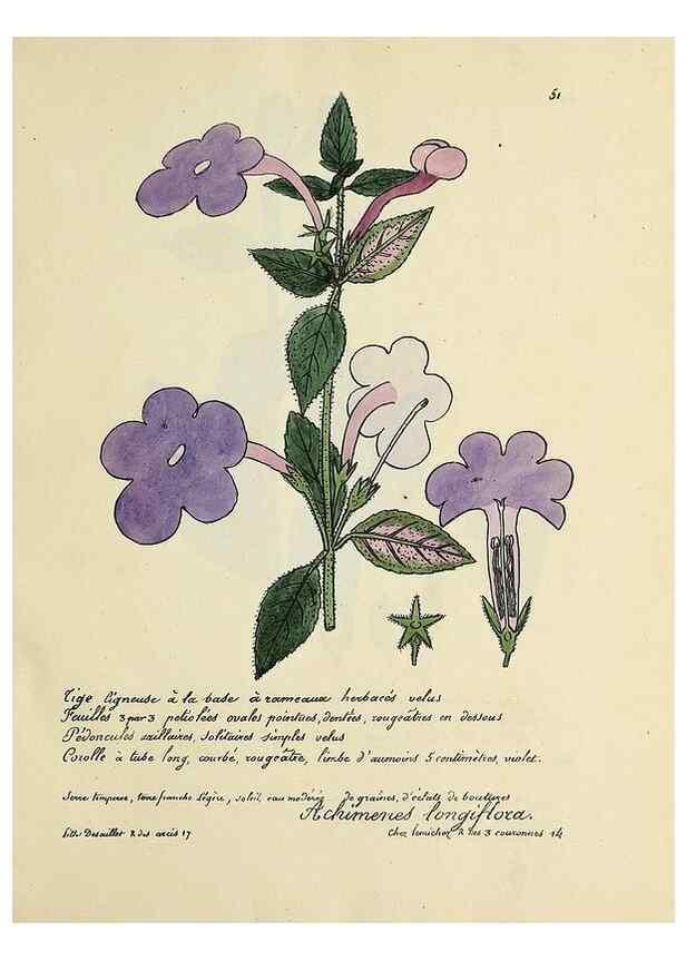 Reproducción/Reproduction 49501533917: Flore universelle. Saint-Denis :Au Bureau et chez Meilhac :[1848]-[1849]. 