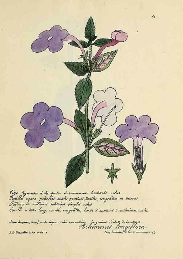 Reproducción/Reproduction 49501533917: Flore universelle. Saint-Denis :Au Bureau et chez Meilhac :[1848]-[1849]. 