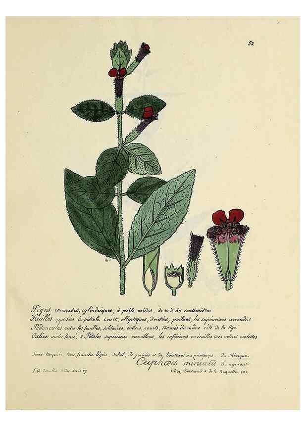 Reproducción/Reproduction 49500805893: Flore universelle. Saint-Denis :Au Bureau et chez Meilhac :[1848]-[1849]. 