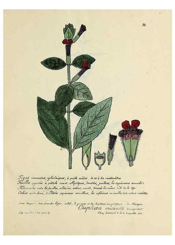 Reproducción/Reproduction 49500805893: Flore universelle. Saint-Denis :Au Bureau et chez Meilhac :[1848]-[1849]. 