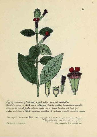 Reproducción/Reproduction 49500805893: Flore universelle. Saint-Denis :Au Bureau et chez Meilhac :[1848]-[1849]. 