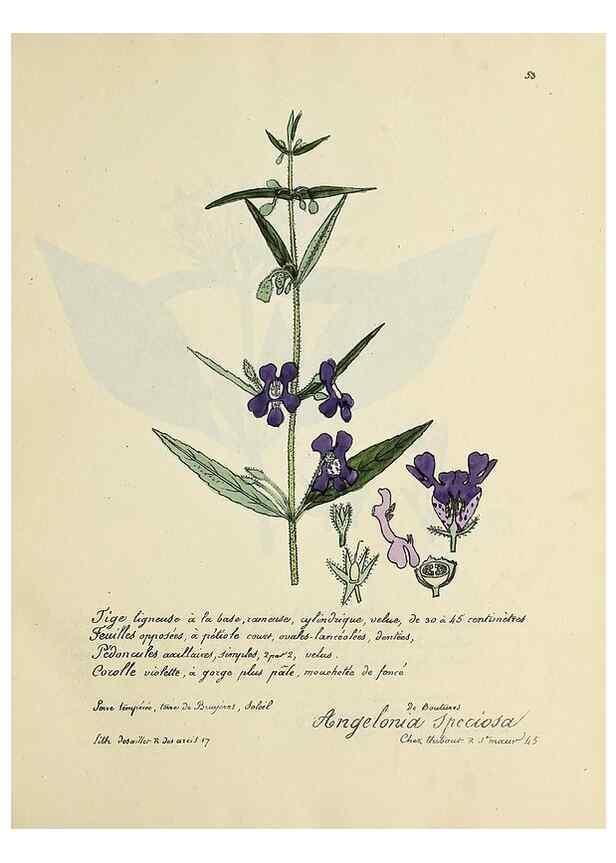 Reproducción/Reproduction 49500806113: Flore universelle. Saint-Denis :Au Bureau et chez Meilhac :[1848]-[1849]. 