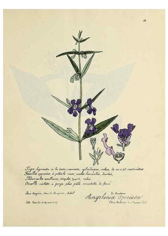 Reproducción/Reproduction 49500806113: Flore universelle. Saint-Denis :Au Bureau et chez Meilhac :[1848]-[1849]. 