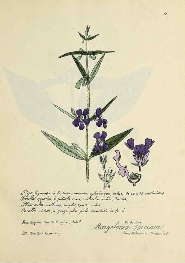 Reproducción/Reproduction 49500806113: Flore universelle. Saint-Denis :Au Bureau et chez Meilhac :[1848]-[1849]. 