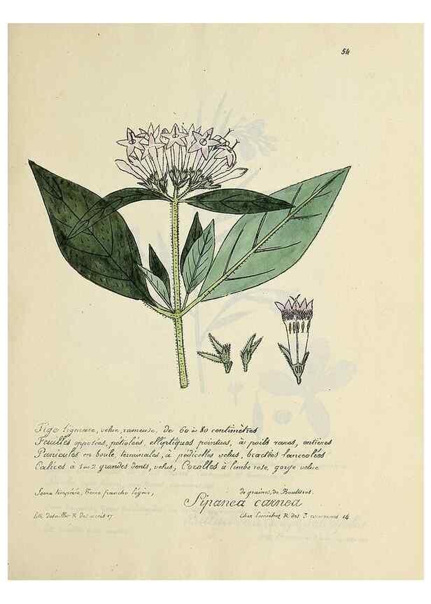 Reproducción/Reproduction 49501311446: Flore universelle. Saint-Denis :Au Bureau et chez Meilhac :[1848]-[1849]. 
