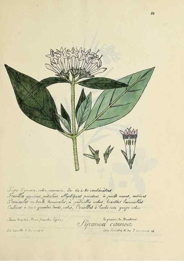 Reproducción/Reproduction 49501311446: Flore universelle. Saint-Denis :Au Bureau et chez Meilhac :[1848]-[1849]. 