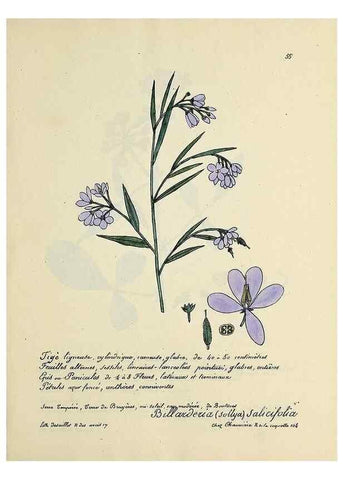 Reproducción/Reproduction 49500806683: Flore universelle. Saint-Denis :Au Bureau et chez Meilhac :[1848]-[1849]. 