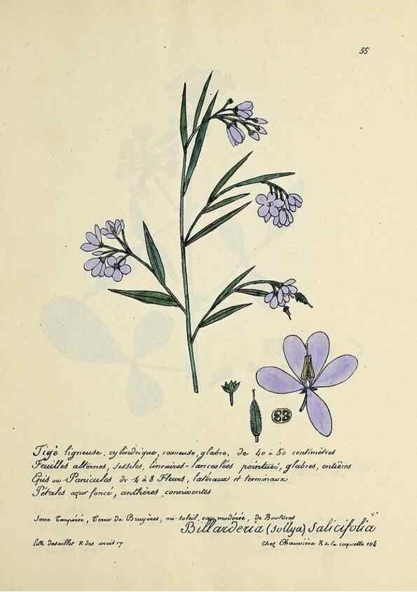 Reproducción/Reproduction 49500806683: Flore universelle. Saint-Denis :Au Bureau et chez Meilhac :[1848]-[1849]. 