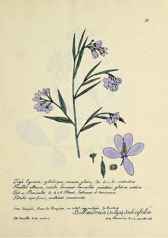 Reproducción/Reproduction 49500806683: Flore universelle. Saint-Denis :Au Bureau et chez Meilhac :[1848]-[1849]. 