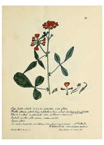 Reproducción/Reproduction 49501535207: Flore universelle. Saint-Denis :Au Bureau et chez Meilhac :[1848]-[1849]. 
