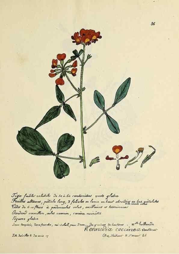 Reproducción/Reproduction 49501535207: Flore universelle. Saint-Denis :Au Bureau et chez Meilhac :[1848]-[1849]. 