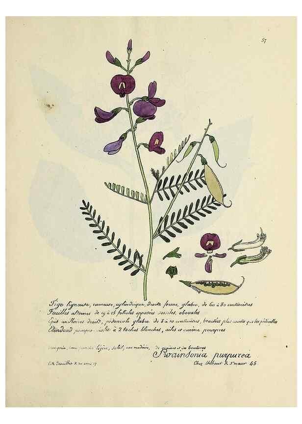 Reproducción/Reproduction 49501312251: Flore universelle. Saint-Denis :Au Bureau et chez Meilhac :[1848]-[1849]. 
