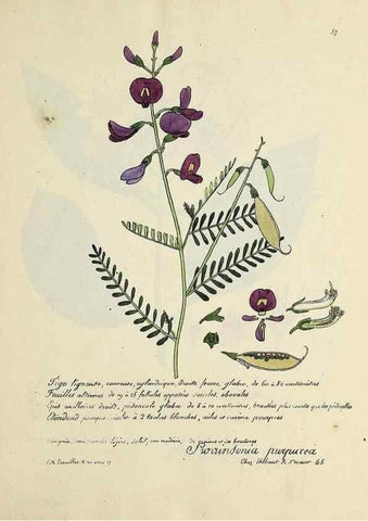 Reproducción/Reproduction 49501312251: Flore universelle. Saint-Denis :Au Bureau et chez Meilhac :[1848]-[1849]. 