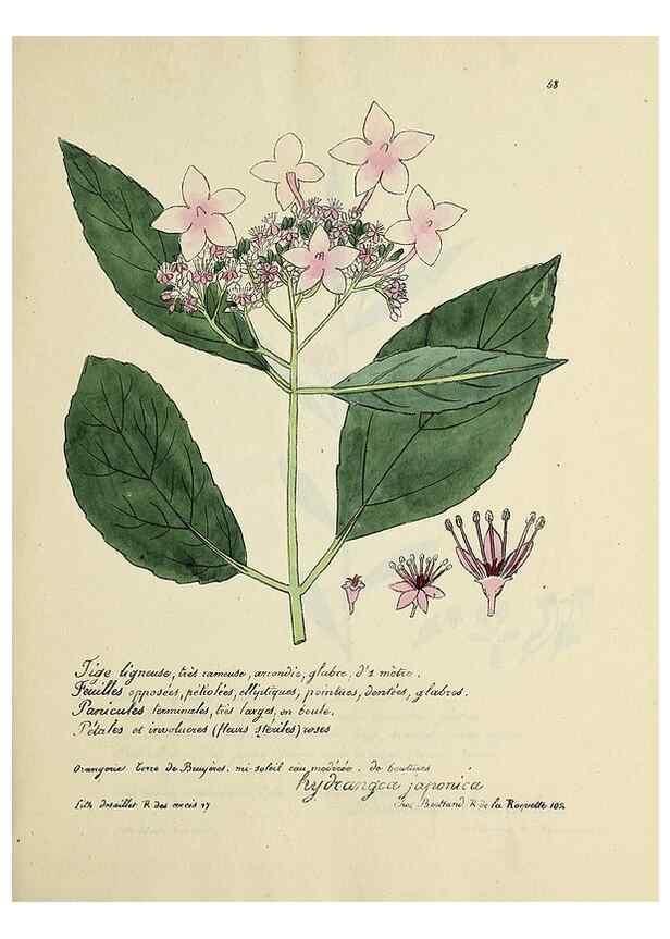 Reproducción/Reproduction 49501312546: Flore universelle. Saint-Denis :Au Bureau et chez Meilhac :[1848]-[1849]. 