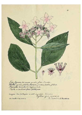 Reproducción/Reproduction 49501312546: Flore universelle. Saint-Denis :Au Bureau et chez Meilhac :[1848]-[1849]. 