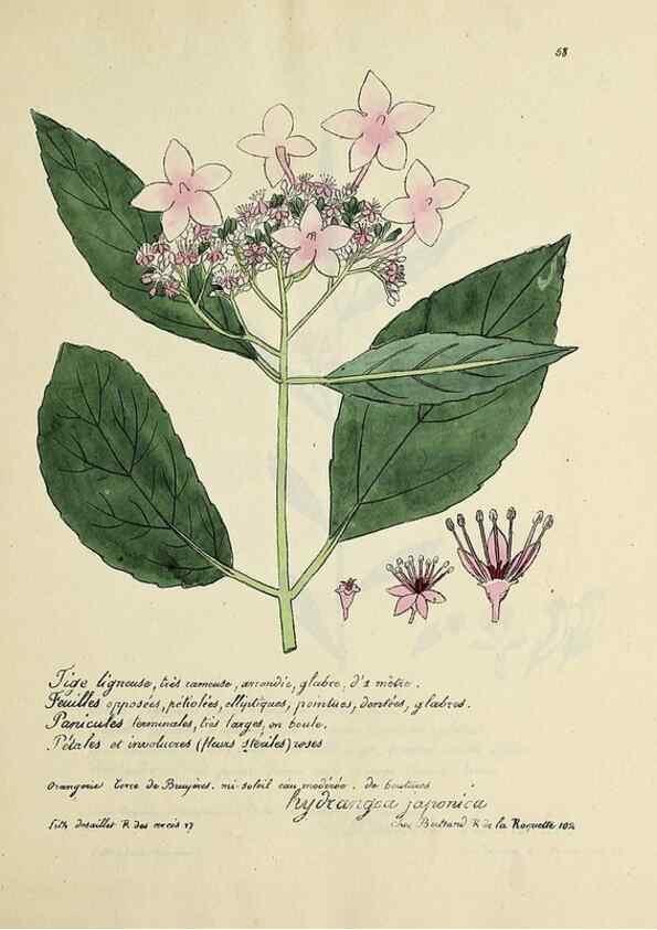 Reproducción/Reproduction 49501312546: Flore universelle. Saint-Denis :Au Bureau et chez Meilhac :[1848]-[1849]. 