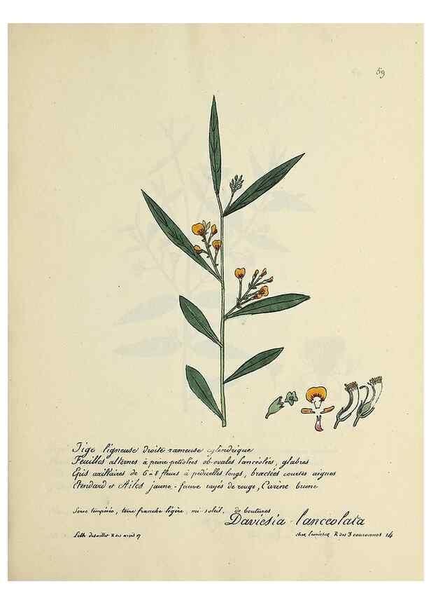 Reproducción/Reproduction 49501536062: Flore universelle. Saint-Denis :Au Bureau et chez Meilhac :[1848]-[1849]. 