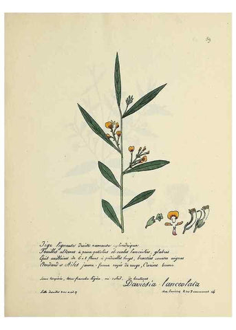Reproducción/Reproduction 49501536062: Flore universelle. Saint-Denis :Au Bureau et chez Meilhac :[1848]-[1849]. 