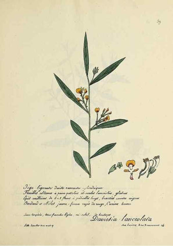 Reproducción/Reproduction 49501536062: Flore universelle. Saint-Denis :Au Bureau et chez Meilhac :[1848]-[1849]. 