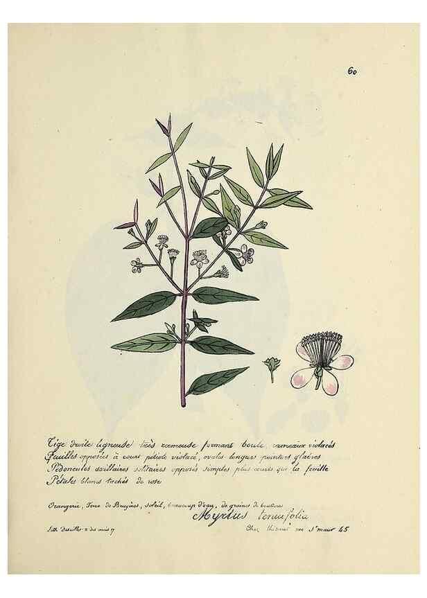 Reproducción/Reproduction 49501313011: Flore universelle. Saint-Denis :Au Bureau et chez Meilhac :[1848]-[1849]. 