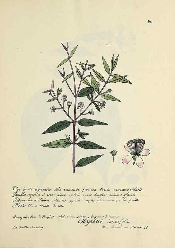 Reproducción/Reproduction 49501313011: Flore universelle. Saint-Denis :Au Bureau et chez Meilhac :[1848]-[1849]. 