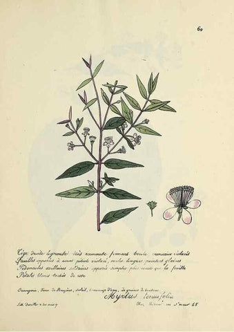 Reproducción/Reproduction 49501313011: Flore universelle. Saint-Denis :Au Bureau et chez Meilhac :[1848]-[1849]. 