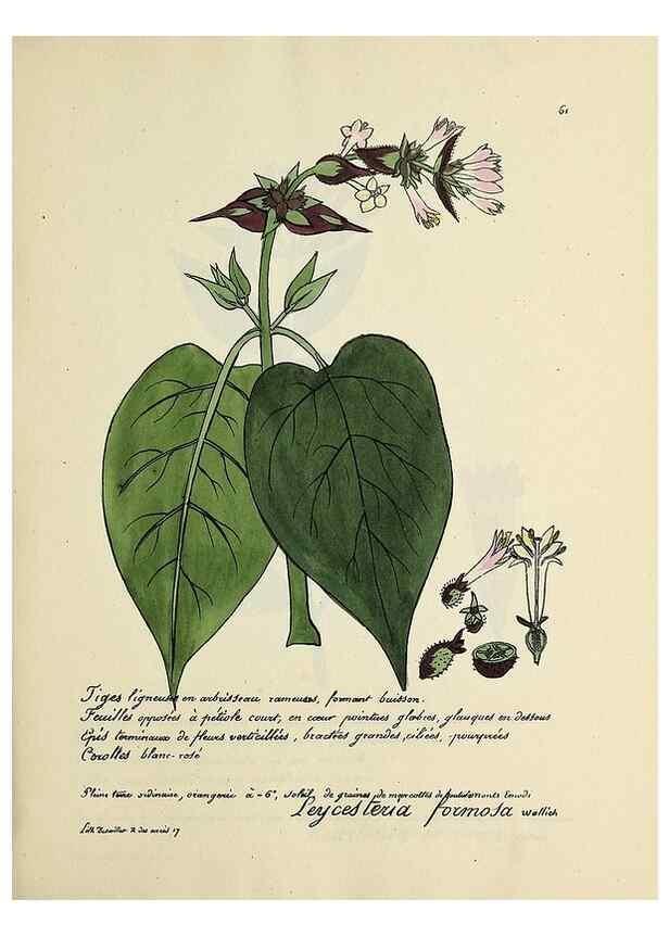 Reproducción/Reproduction 49501536537: Flore universelle. Saint-Denis :Au Bureau et chez Meilhac :[1848]-[1849]. 