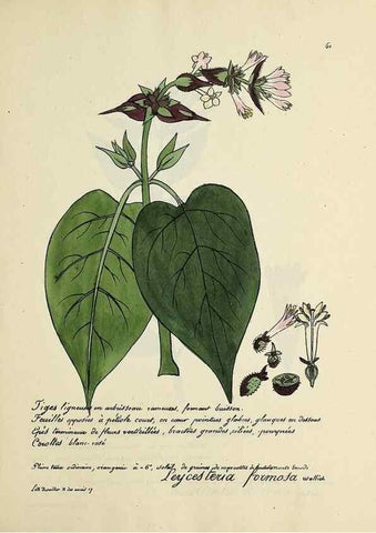 Reproducción/Reproduction 49501536537: Flore universelle. Saint-Denis :Au Bureau et chez Meilhac :[1848]-[1849]. 