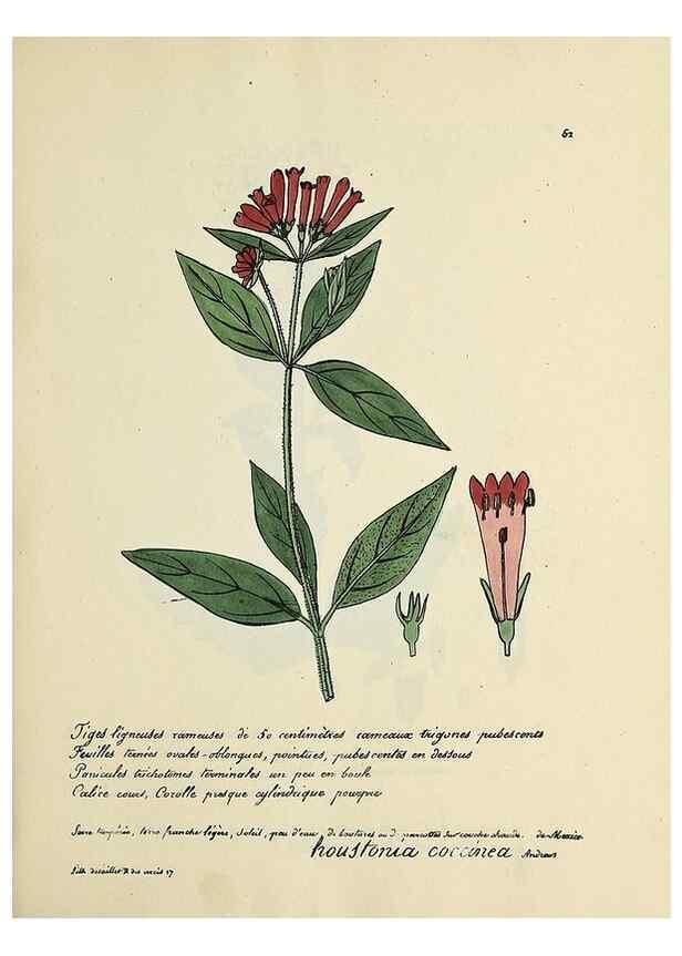 Reproducción/Reproduction 49500808468: Flore universelle. Saint-Denis :Au Bureau et chez Meilhac :[1848]-[1849]. 