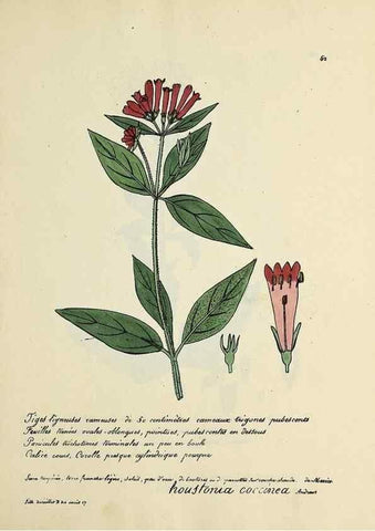 Reproducción/Reproduction 49500808468: Flore universelle. Saint-Denis :Au Bureau et chez Meilhac :[1848]-[1849]. 