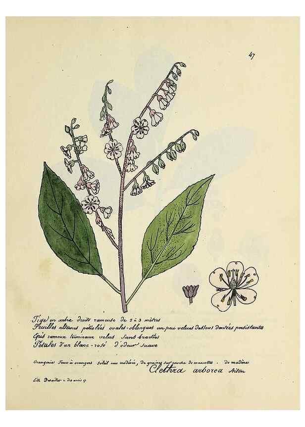 Reproducción/Reproduction 49500804668: Flore universelle. Saint-Denis :Au Bureau et chez Meilhac :[1848]-[1849]. 