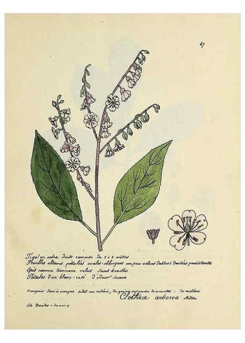 Reproducción/Reproduction 49500804668: Flore universelle. Saint-Denis :Au Bureau et chez Meilhac :[1848]-[1849]. 