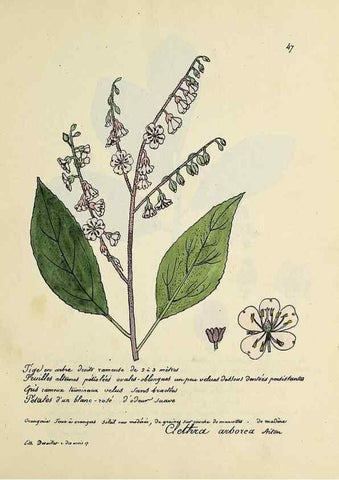 Reproducción/Reproduction 49500804668: Flore universelle. Saint-Denis :Au Bureau et chez Meilhac :[1848]-[1849]. 