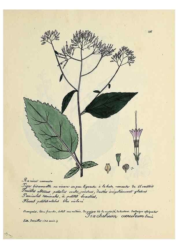 Reproducción/Reproduction 49501309511: Flore universelle. Saint-Denis :Au Bureau et chez Meilhac :[1848]-[1849]. 
