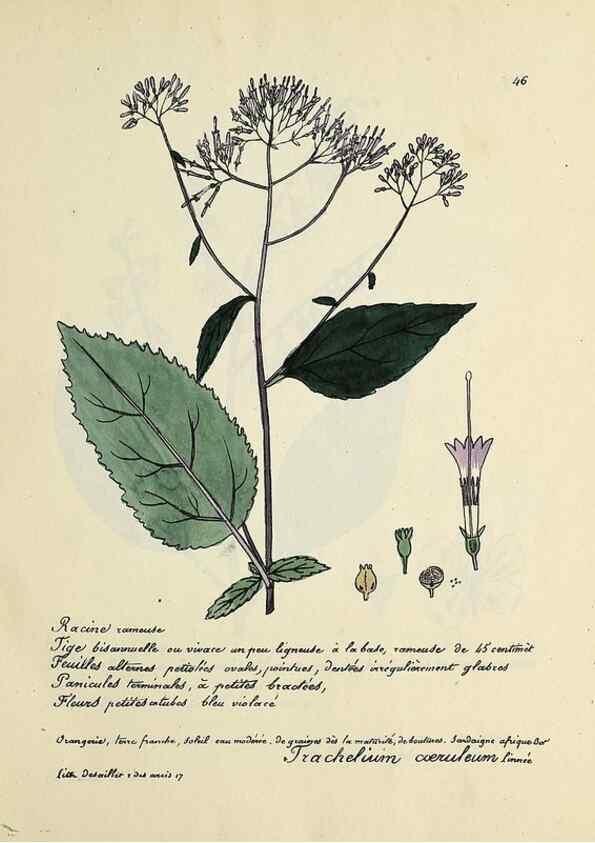 Reproducción/Reproduction 49501309511: Flore universelle. Saint-Denis :Au Bureau et chez Meilhac :[1848]-[1849]. 