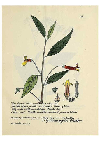 Reproducción/Reproduction 49501309251: Flore universelle. Saint-Denis :Au Bureau et chez Meilhac :[1848]-[1849]. 